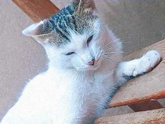 Gato ra a Sem raça definida  idade 7 a 11 meses nome Jasmine 