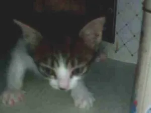 Gato raça Sem raça definida idade Abaixo de 2 meses nome Não tem nome