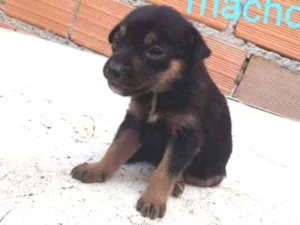 Cachorro raça Vira  lata idade Abaixo de 2 meses nome Bebê 