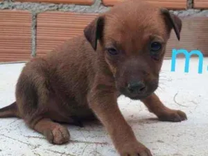 Cachorro raça Vira  lata   idade Abaixo de 2 meses nome Bebê 
