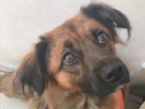 Cachorro raça SRD idade 1 ano nome Apollo