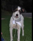 Sinatra