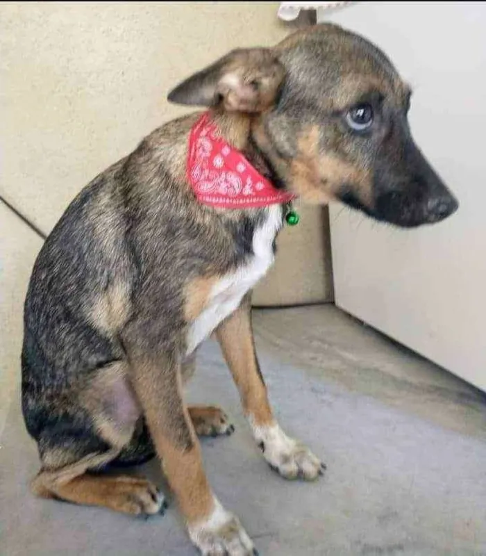 Cachorro raça SRD idade 2 a 6 meses nome Docinho