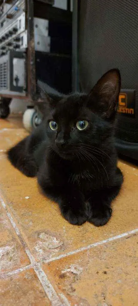 Gato raça Srd idade 2 a 6 meses nome Alice