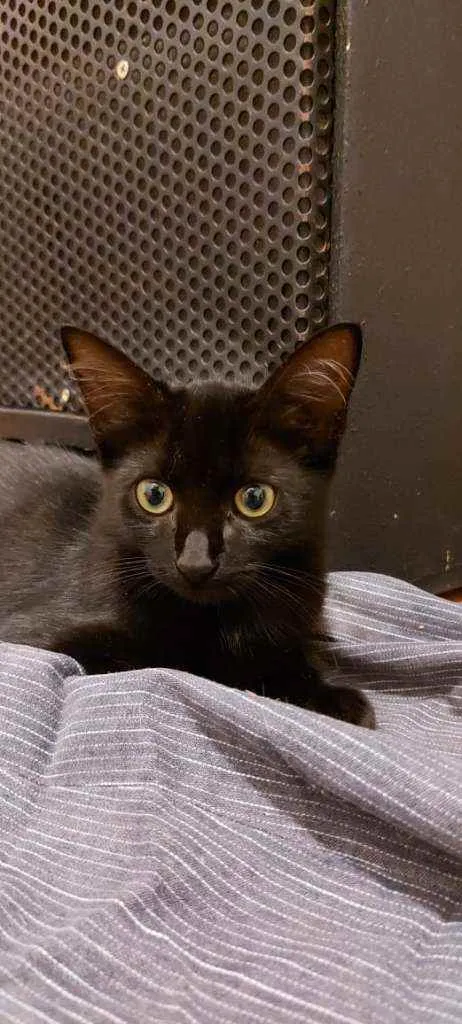Gato raça Srd idade 2 a 6 meses nome Alice