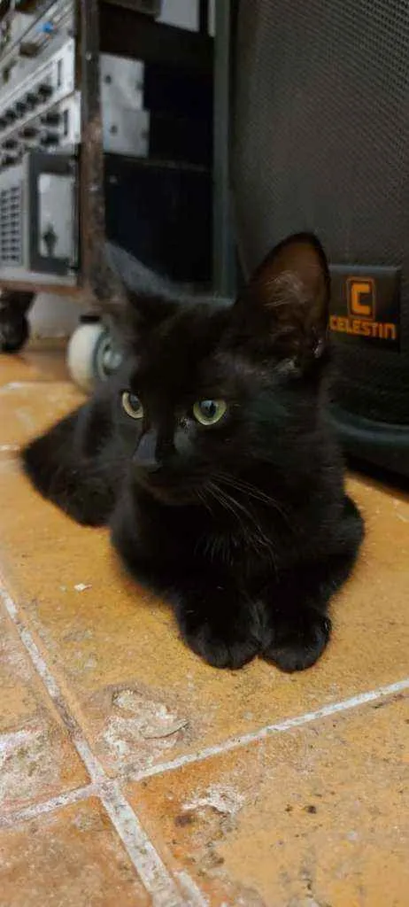 Gato raça Srd idade 2 a 6 meses nome Alice