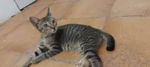 Gato raça Srd idade 2 a 6 meses nome Phebo