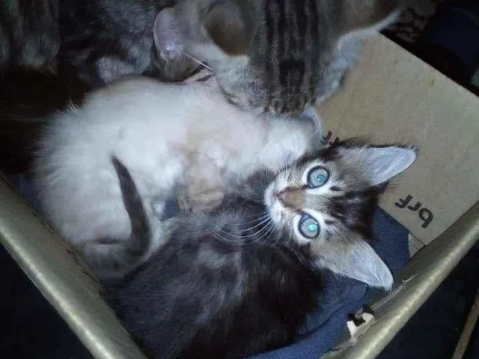 Gato ra a SRD-ViraLata idade Abaixo de 2 meses nome —