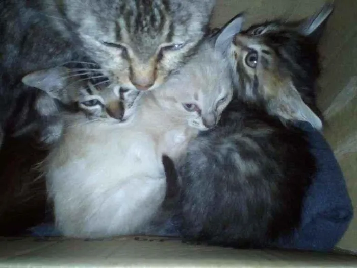 Gato ra a SRD-ViraLata idade Abaixo de 2 meses nome —