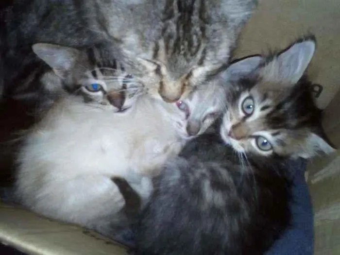 Gato ra a SRD-ViraLata idade Abaixo de 2 meses nome —