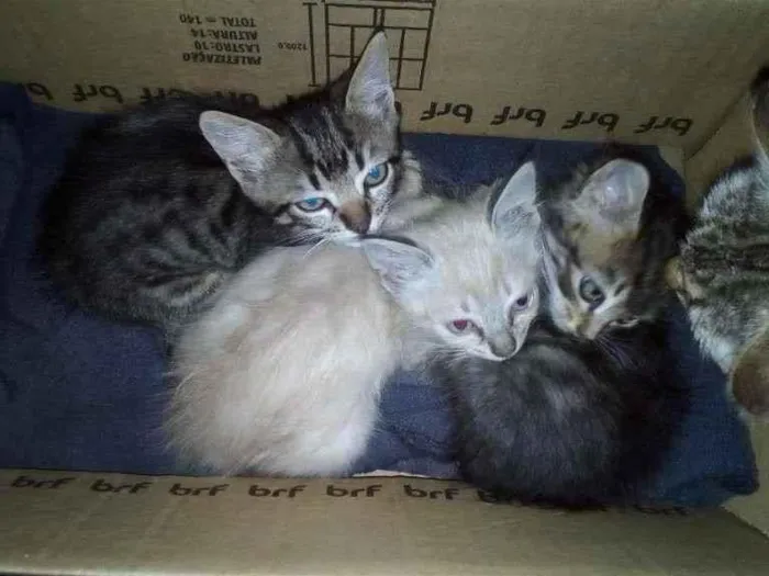 Gato ra a SRD-ViraLata idade Abaixo de 2 meses nome —