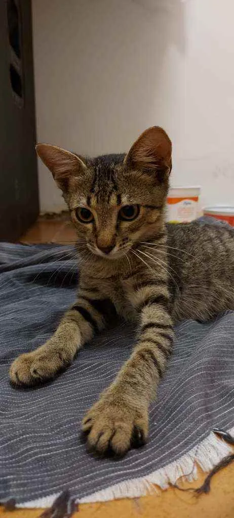 Gato raça Srd idade 2 a 6 meses nome Zeus