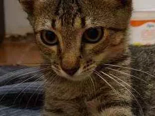 Gato raça Srd idade 2 a 6 meses nome Zeus