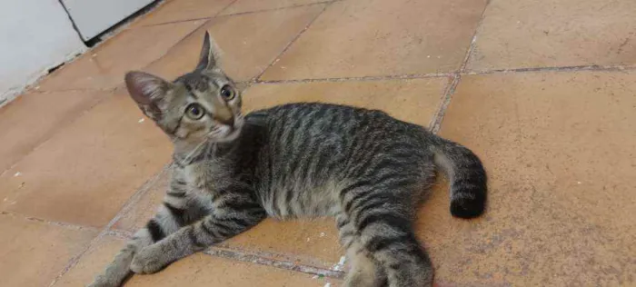 Gato raça Srd idade 2 a 6 meses nome Zeus