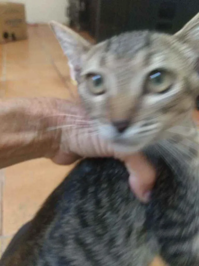Gato raça Srd idade 2 a 6 meses nome Zeus