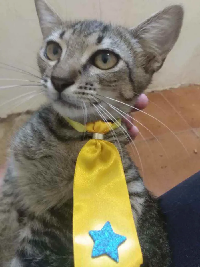Gato raça Srd idade 2 a 6 meses nome Zeus