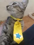 Zeus