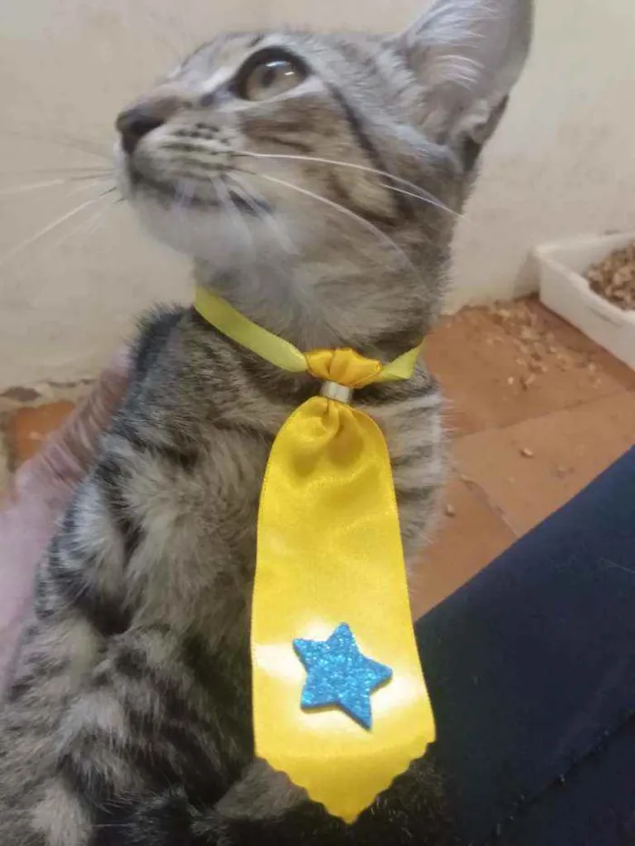 Gato raça Srd idade 2 a 6 meses nome Zeus