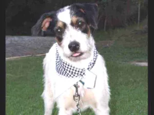 Cachorro raça SRD idade 1 ano nome Sinatra 
