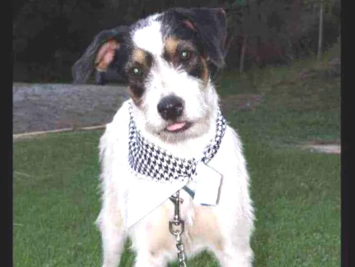Cachorro ra a SRD idade 1 ano nome Sinatra 