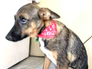 Cachorro raça SRD idade 2 a 6 meses nome Docinho