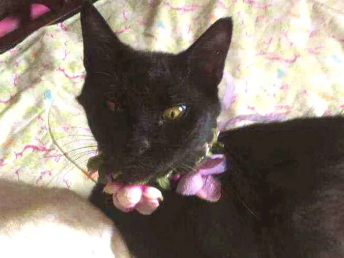 Gato raça Srd idade 7 a 11 meses nome Celina 