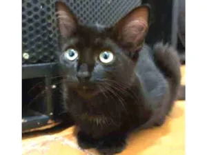 Gato raça Srd idade 2 a 6 meses nome Alice