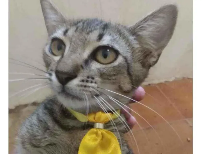 Gato raça Srd idade 2 a 6 meses nome Zeus