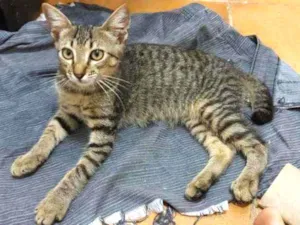 Gato raça Srd idade 2 a 6 meses nome Zeus