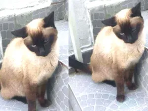 Gato raça  idade  nome Encontrado 