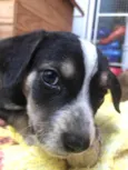 Cachorro raça Sem Raça Definida idade Abaixo de 2 meses nome Sem nome