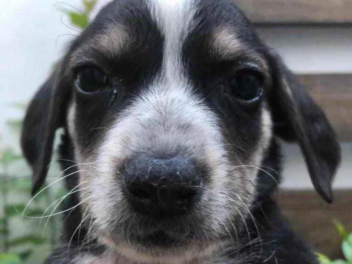 Cachorro raça Sem Raça Definida idade Abaixo de 2 meses nome Sem nome