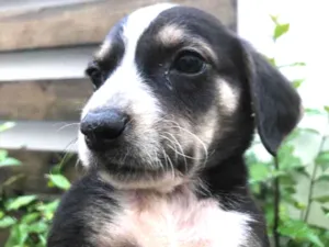Cachorro raça Sem Raça Definida idade Abaixo de 2 meses nome Sem nome