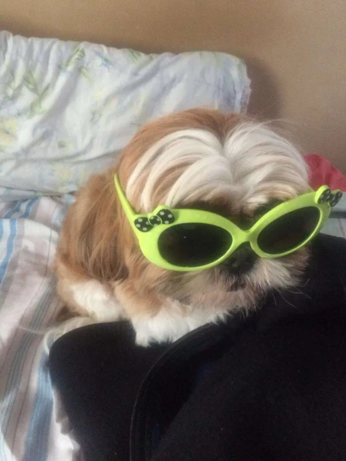 Cachorro ra a Shitszu  idade 3 anos nome Bili 