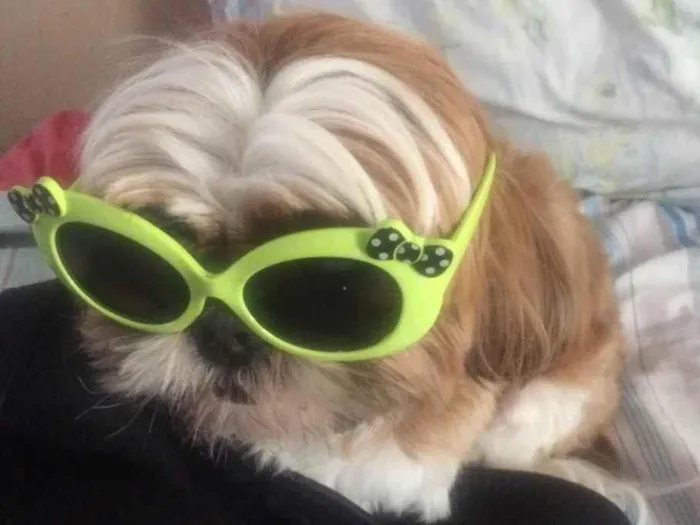 Cachorro ra a Shitszu  idade 3 anos nome Bili 