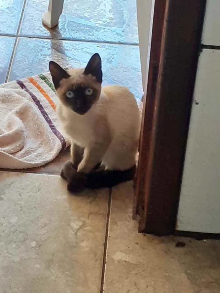 Gato ra a  idade Abaixo de 2 meses nome Nao tem nome