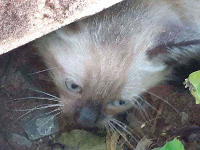 Gato ra a  idade Abaixo de 2 meses nome Nao tem nome