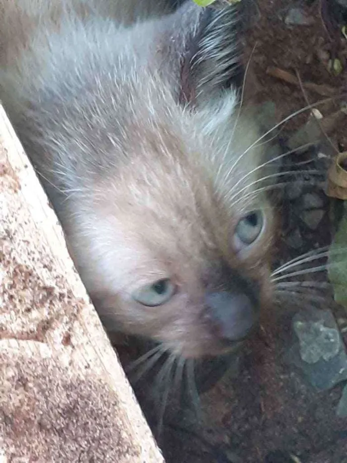 Gato ra a  idade Abaixo de 2 meses nome Nao tem nome