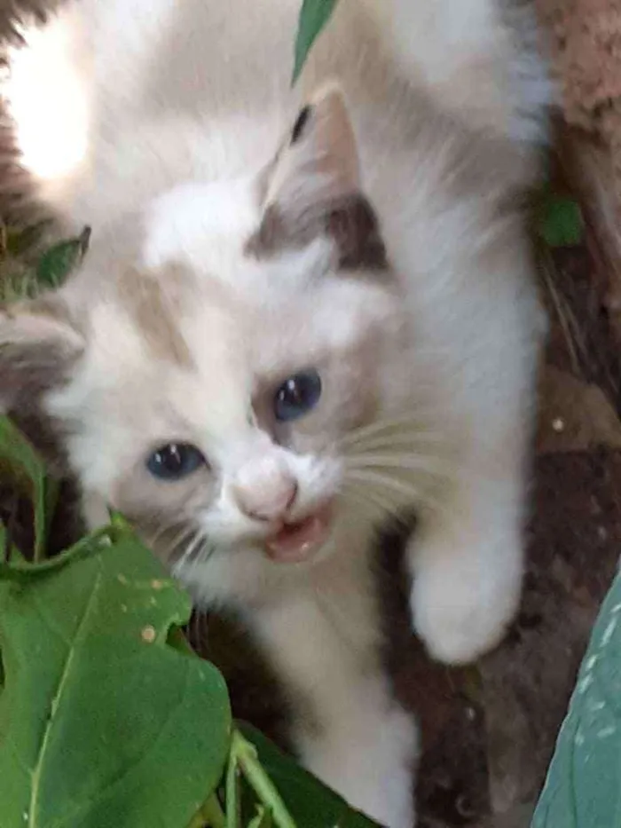 Gato ra a  idade Abaixo de 2 meses nome Nao tem nome