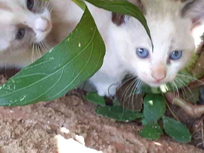 Gato ra a  idade Abaixo de 2 meses nome Nao tem nome