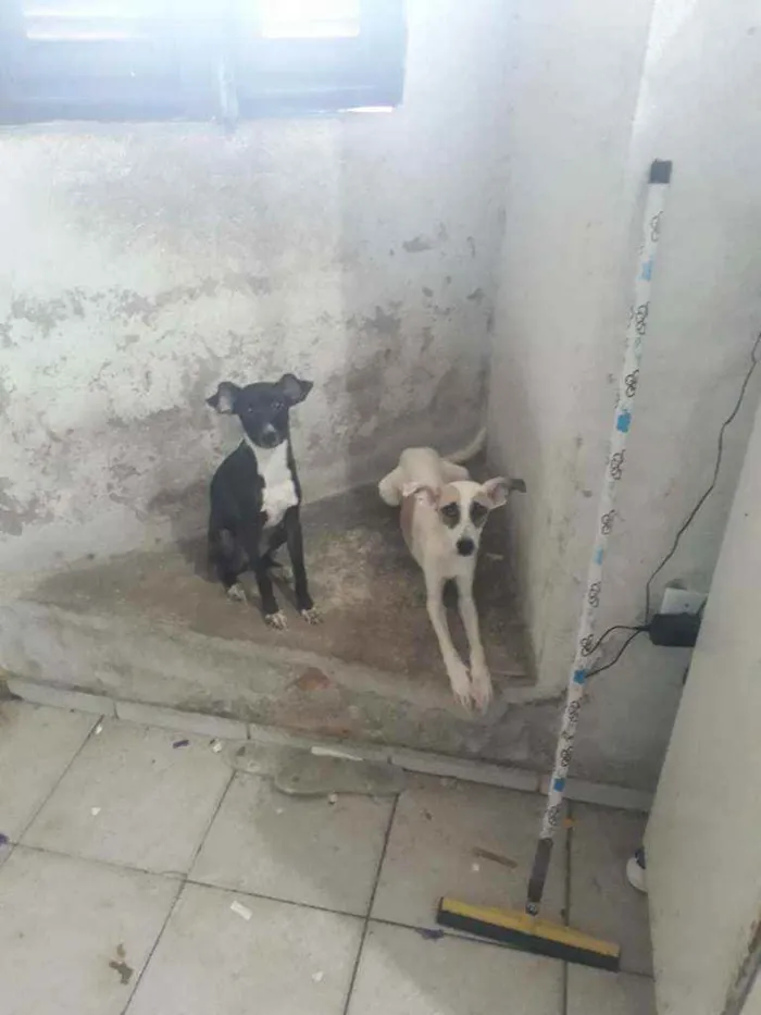 Cachorro ra a Famoso ''pé duro " idade 2 a 6 meses nome Marley e Saori