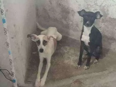 Cachorro ra a Famoso ''pé duro " idade 2 a 6 meses nome Marley e Saori