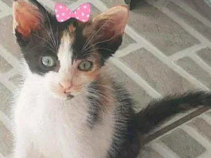Gato raça Indefinida idade Abaixo de 2 meses nome João e Maria