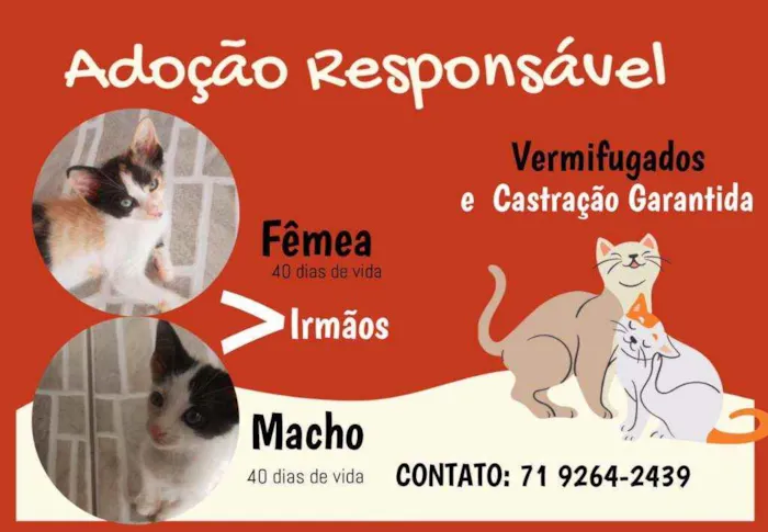 Gato raça Indefinida idade Abaixo de 2 meses nome João e Maria