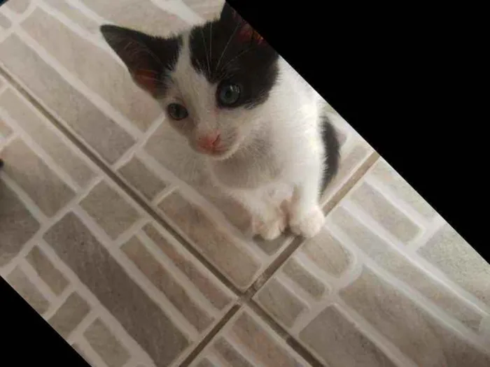 Gato raça Indefinida idade Abaixo de 2 meses nome João e Maria