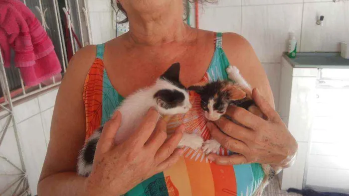 Gato raça Indefinida idade Abaixo de 2 meses nome João e Maria