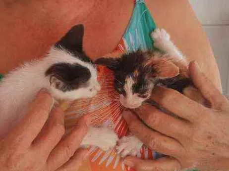 Gato raça Indefinida idade Abaixo de 2 meses nome João e Maria