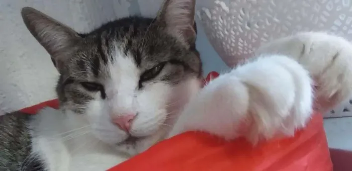 Gato ra a SRD-ViraLata idade 3 anos nome PETÚNIA