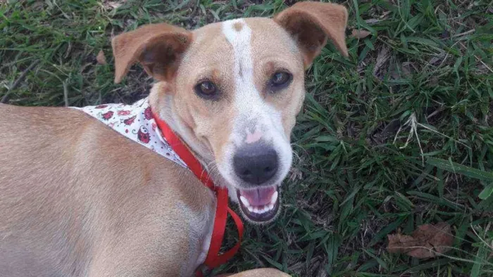 Cachorro raça Vira lata idade 7 a 11 meses nome Menina