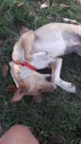 Menina